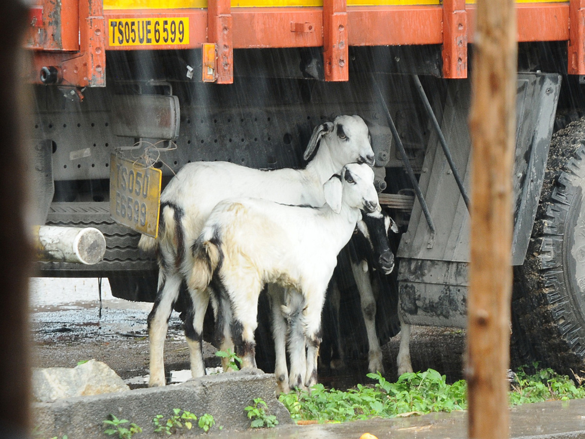 Best Photos of The Week in AP and Telangana Photo Gallery - Sakshi8