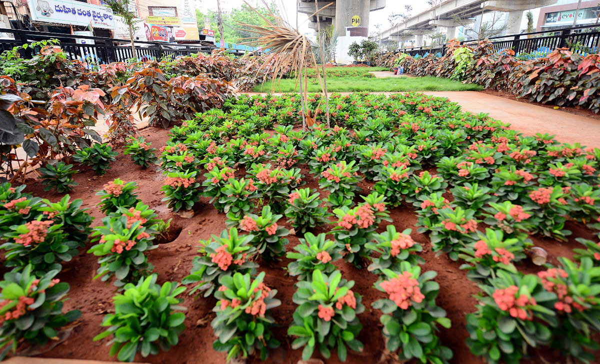 Attractive Flowering Plants In Vijayawada Benz Circle - Sakshi1