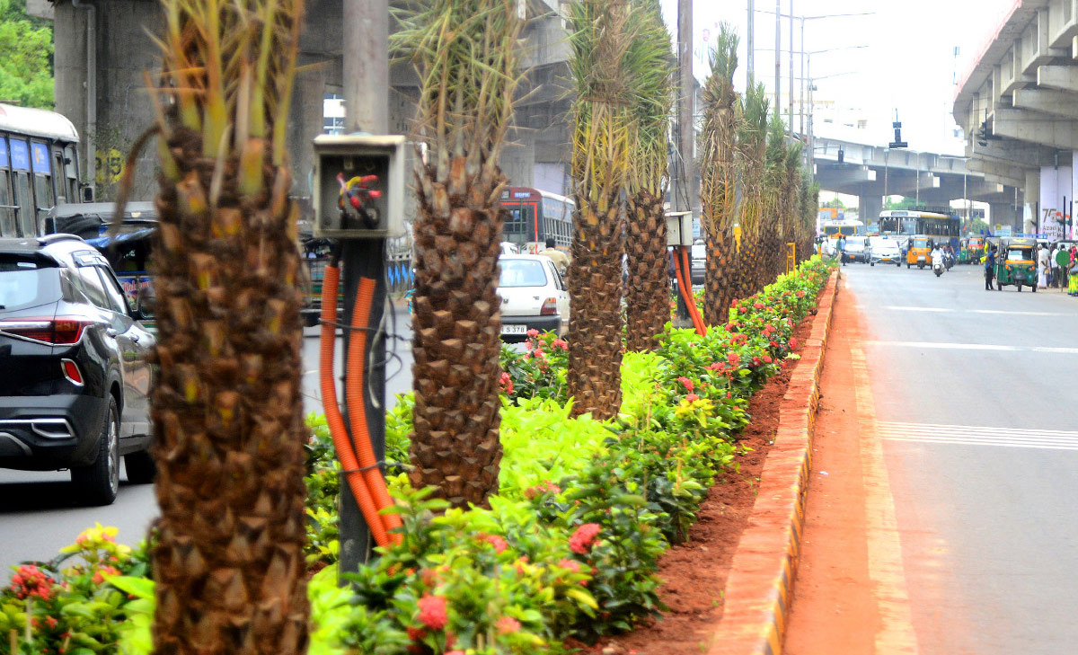 Attractive Flowering Plants In Vijayawada Benz Circle - Sakshi5