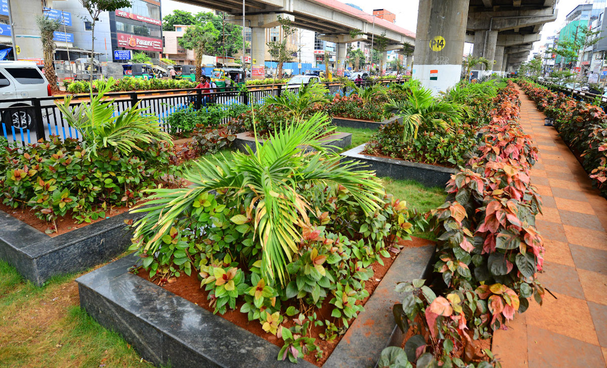 Attractive Flowering Plants In Vijayawada Benz Circle - Sakshi6