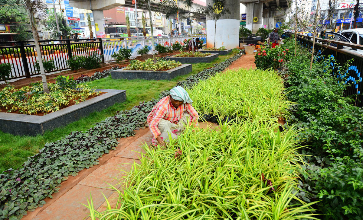 Attractive Flowering Plants In Vijayawada Benz Circle - Sakshi9