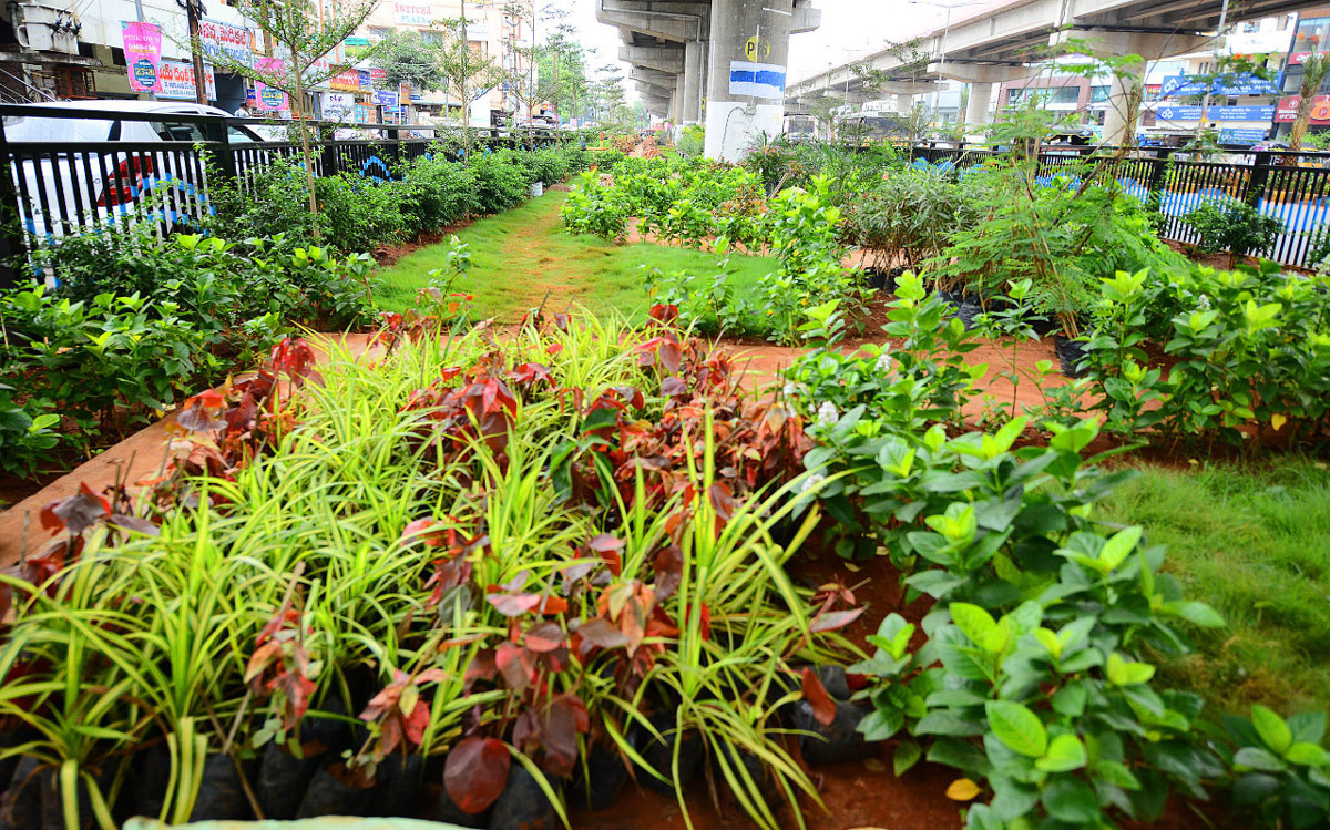 Attractive Flowering Plants In Vijayawada Benz Circle - Sakshi12