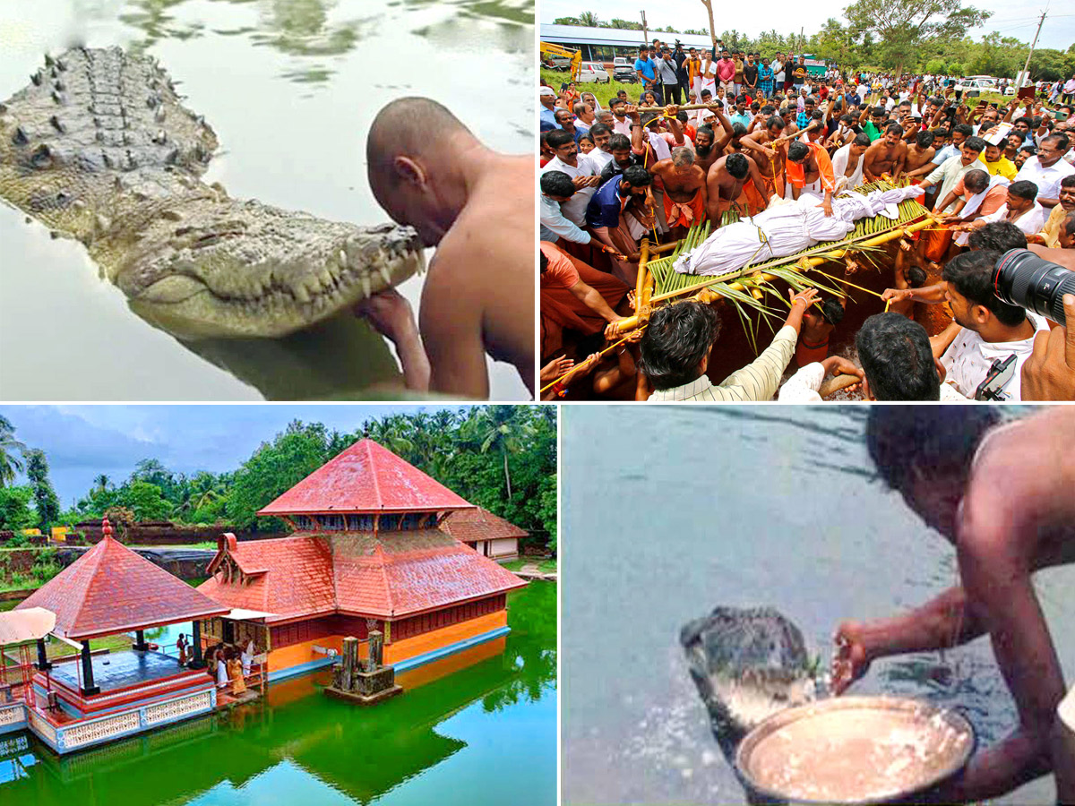 Devotees Pay Tears Tribute To Kerala Vegetarian Crocodile Babiya - Sakshi1