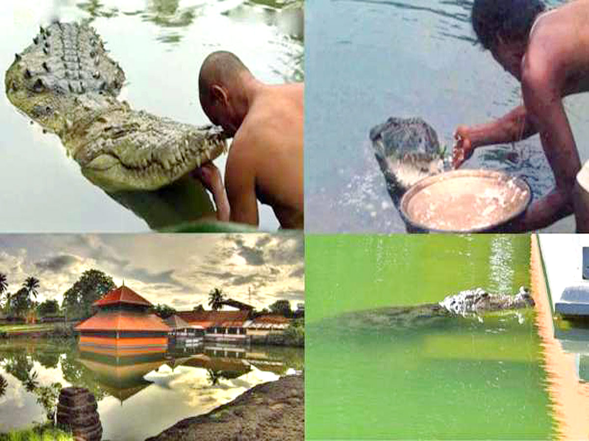 Devotees Pay Tears Tribute To Kerala Vegetarian Crocodile Babiya - Sakshi15