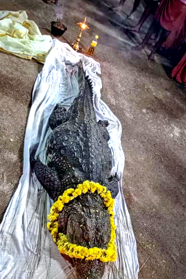 Devotees Pay Tears Tribute To Kerala Vegetarian Crocodile Babiya - Sakshi21