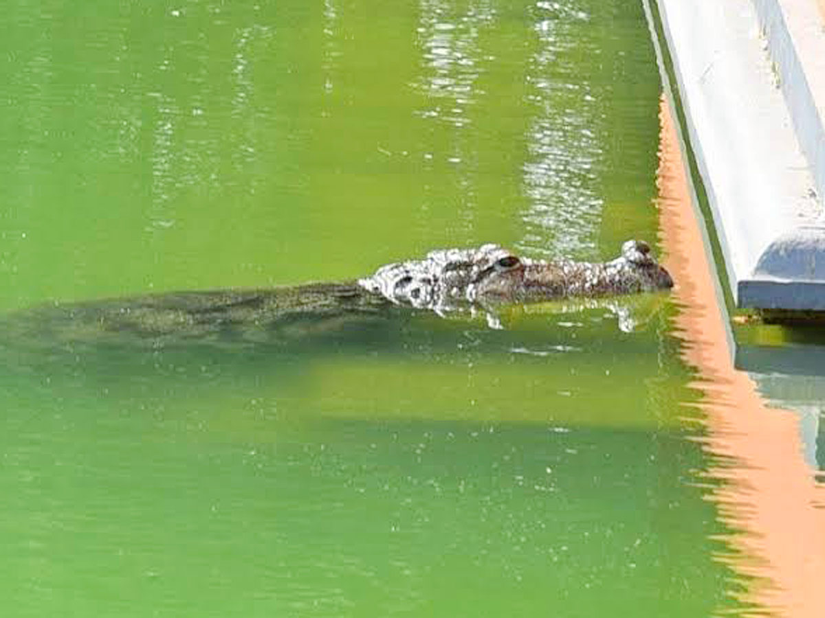 Devotees Pay Tears Tribute To Kerala Vegetarian Crocodile Babiya - Sakshi5