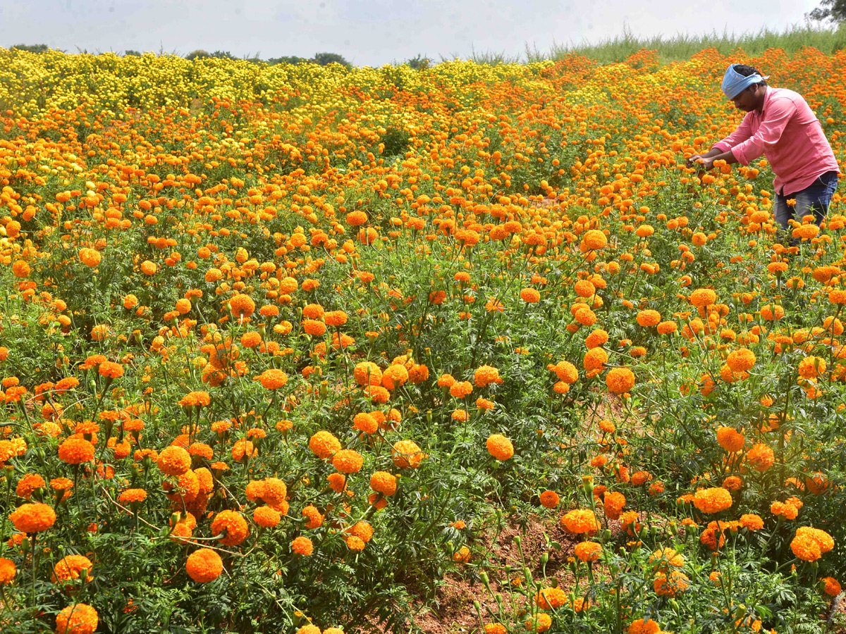 Best Photos of The Week in AP and Telangana Photo Gallery - Sakshi18