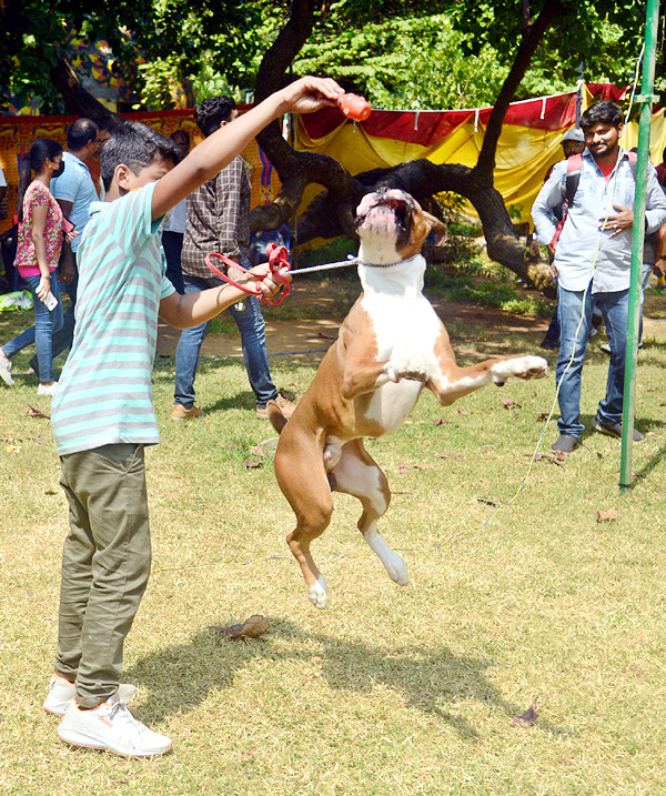 Dog Show Draws Huge Crowds In Visakhapatnam - Sakshi6