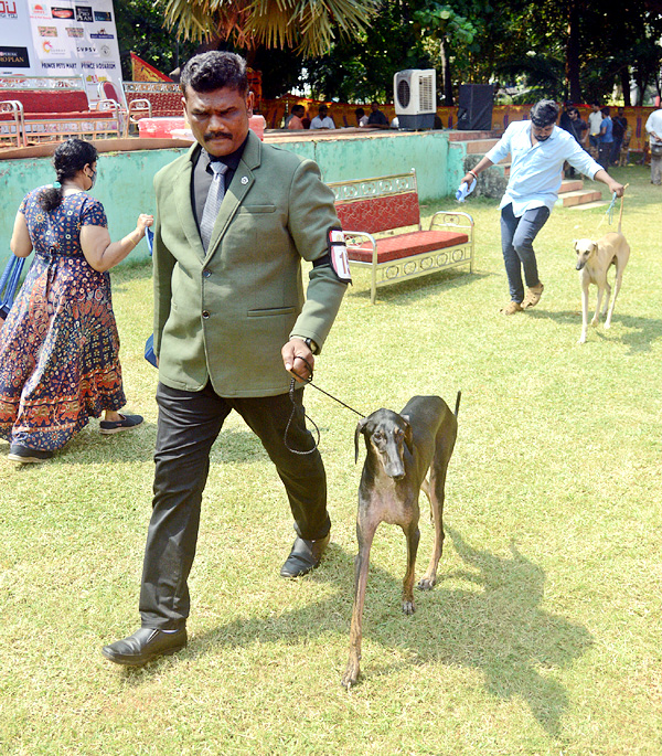 Dog Show Draws Huge Crowds In Visakhapatnam - Sakshi15