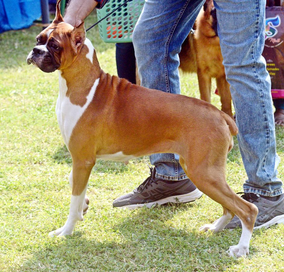 Dog Show Draws Huge Crowds In Visakhapatnam - Sakshi16