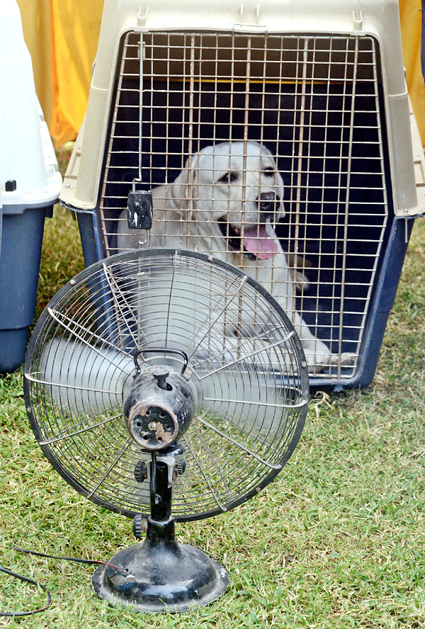 Dog Show Draws Huge Crowds In Visakhapatnam - Sakshi17