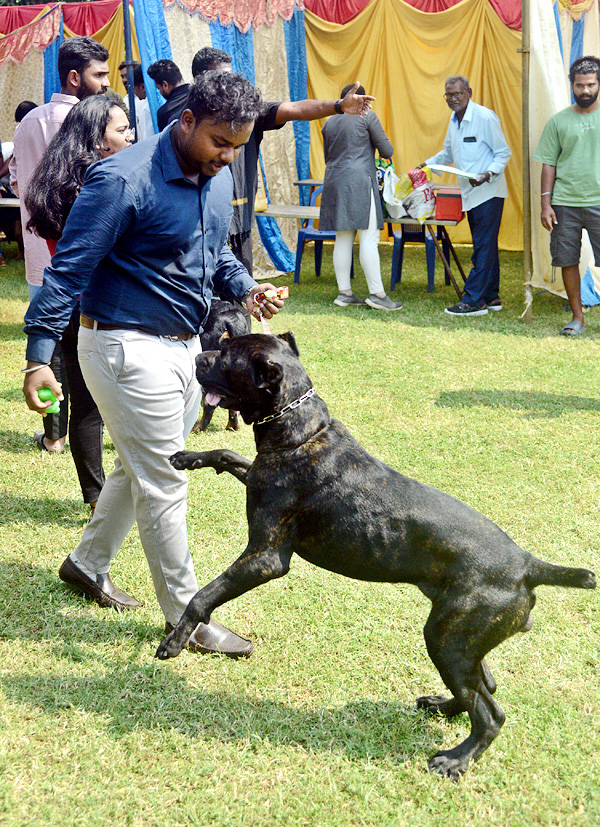 Dog Show Draws Huge Crowds In Visakhapatnam - Sakshi18