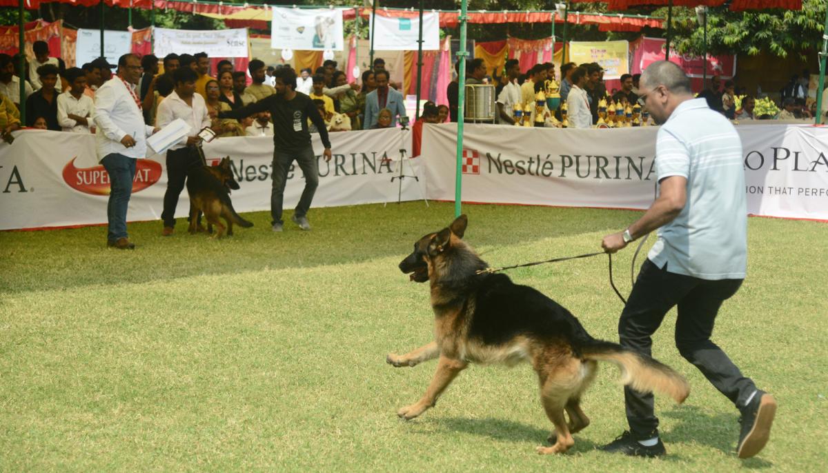 Dog Show Draws Huge Crowds In Visakhapatnam - Sakshi24