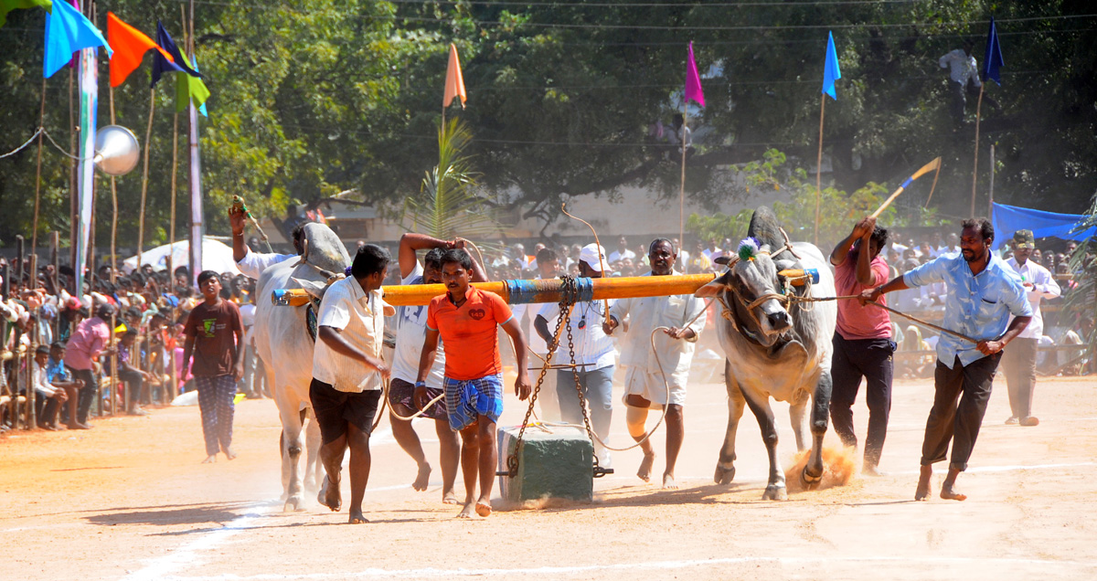 Ongole Bull Competitions Held | at Yemmiganur of Kurnool Dist - Sakshi5