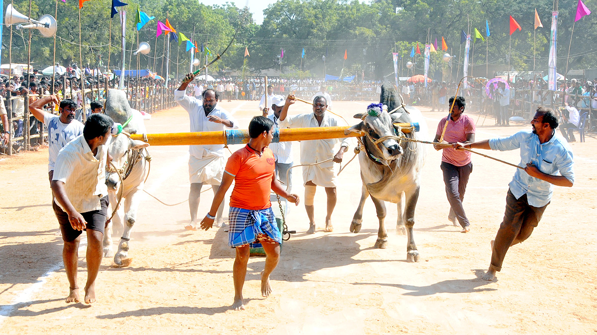 Ongole Bull Competitions Held | at Yemmiganur of Kurnool Dist - Sakshi2