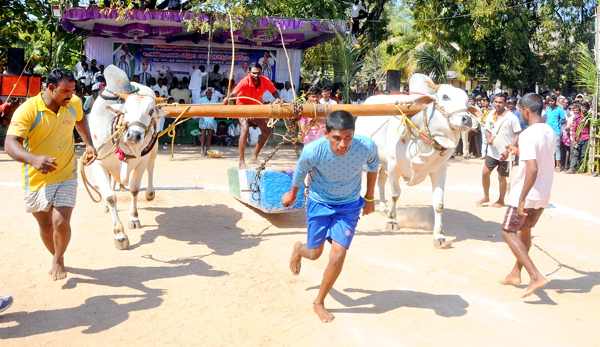 Ongole Bull Competitions Held | at Yemmiganur of Kurnool Dist - Sakshi4