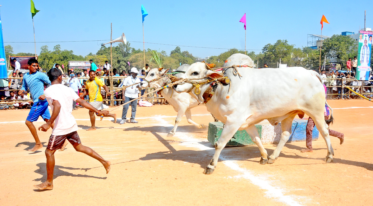 Ongole Bull Competitions Held | at Yemmiganur of Kurnool Dist - Sakshi1