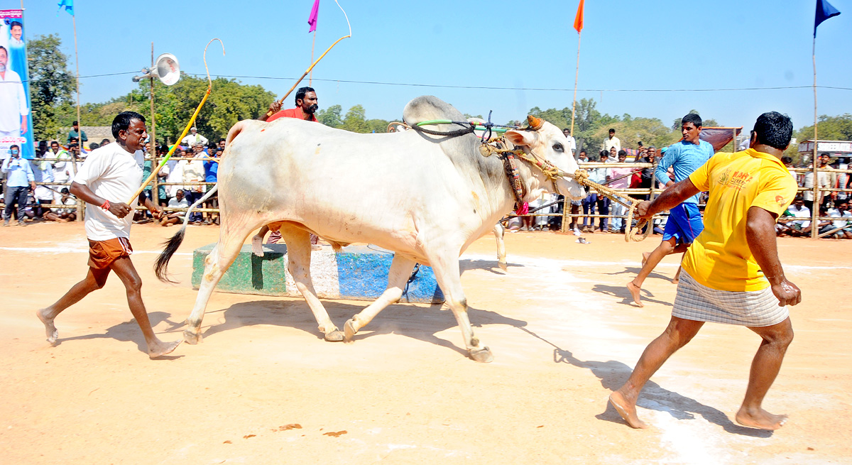 Ongole Bull Competitions Held | at Yemmiganur of Kurnool Dist - Sakshi8