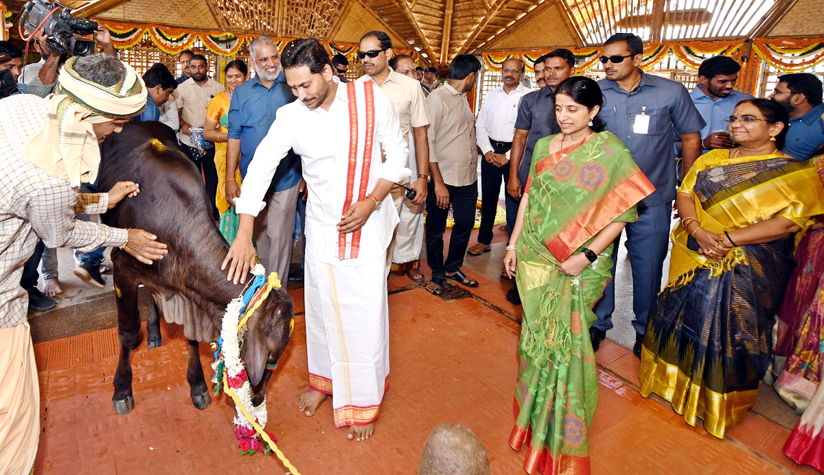 CM YS Jagan Sankranti Celebrations At Tadepalli Camp Office  - Sakshi22