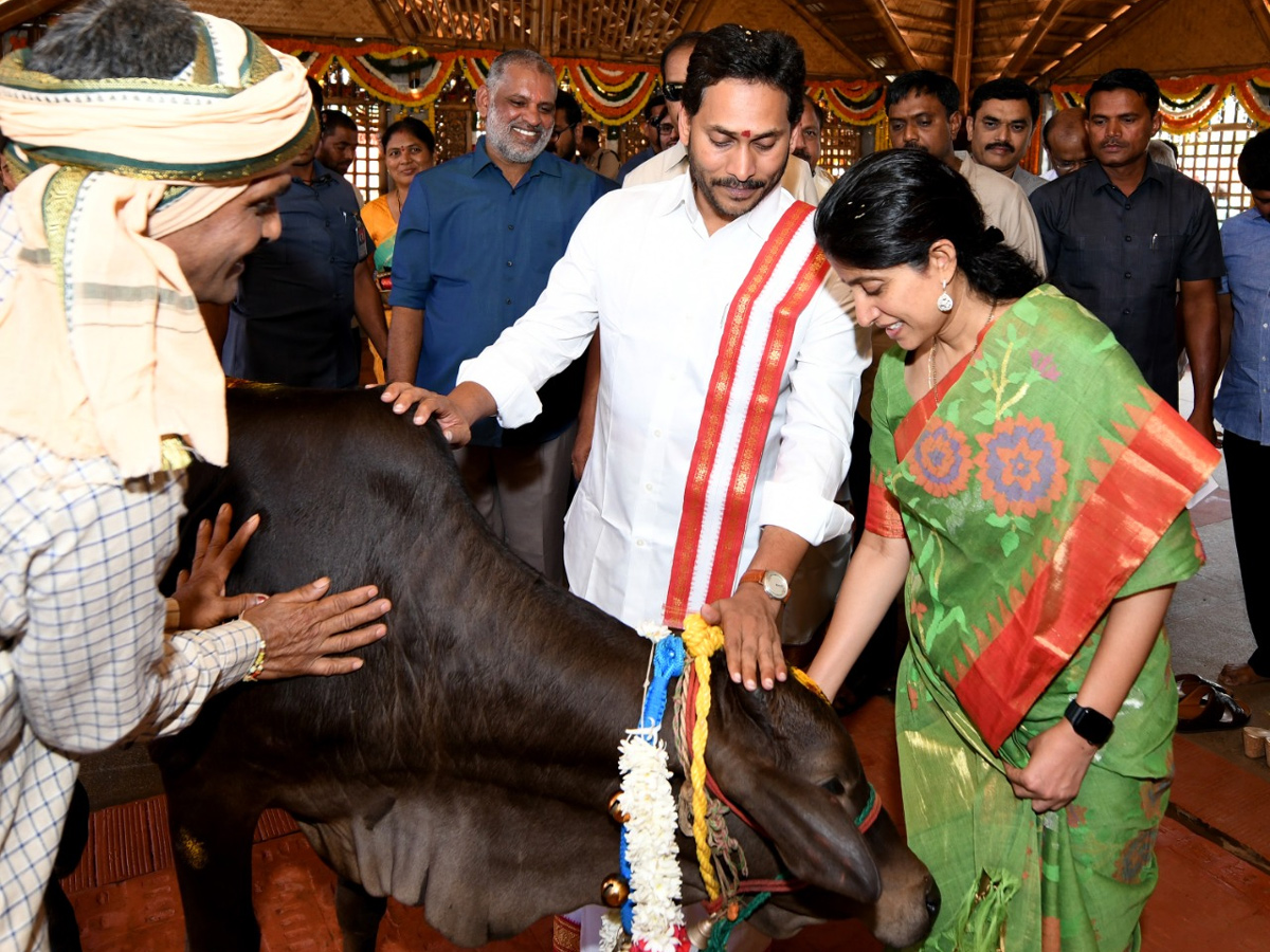 CM YS Jagan Sankranti Celebrations At Tadepalli Camp Office  - Sakshi23