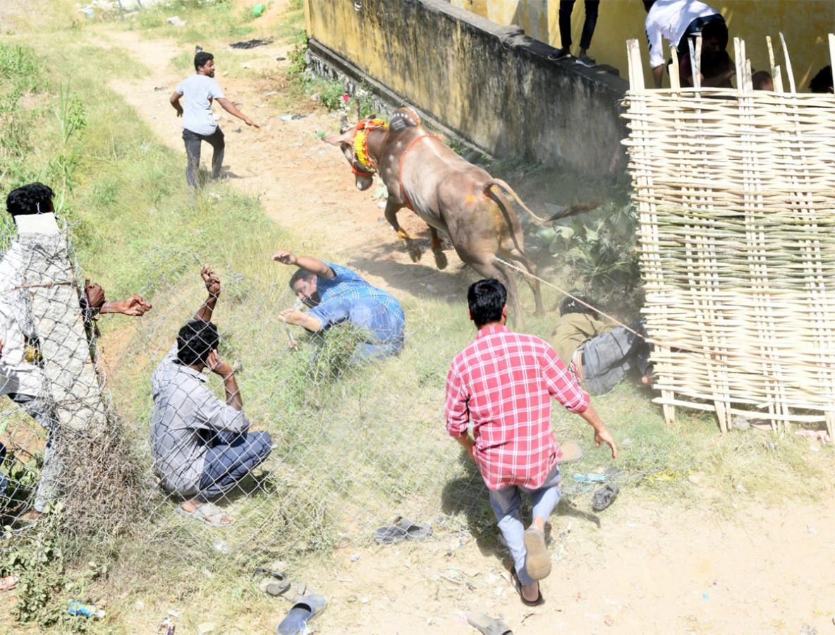 Tamil Nadu: Jallikattu 2023 Event Begins In Madurai - Sakshi13