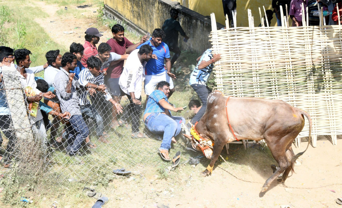 Tamil Nadu: Jallikattu 2023 Event Begins In Madurai - Sakshi14