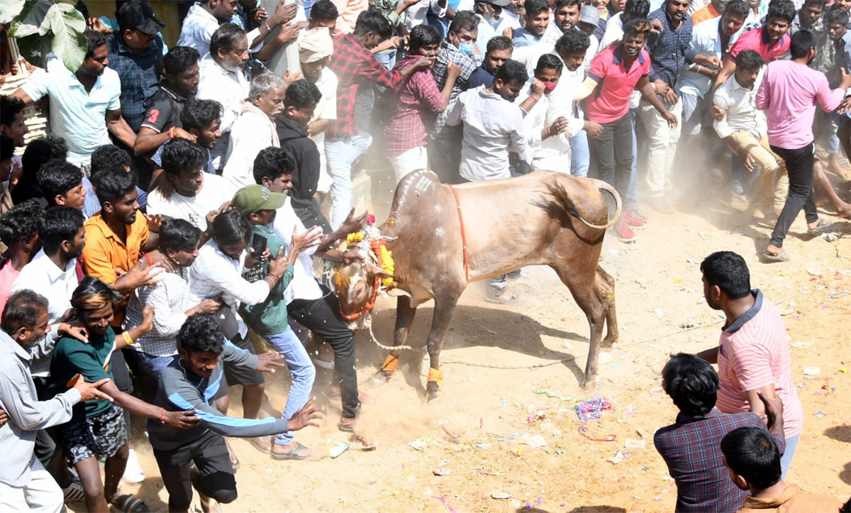 Tamil Nadu: Jallikattu 2023 Event Begins In Madurai - Sakshi1