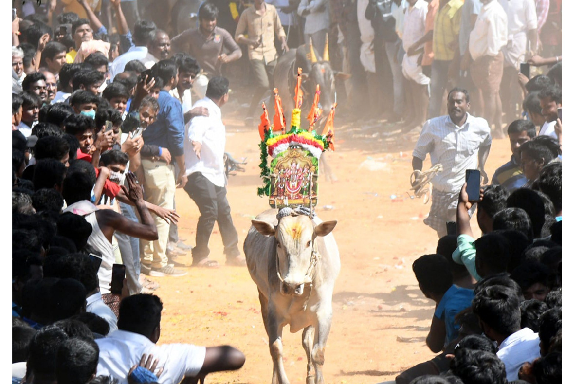 Tamil Nadu: Jallikattu 2023 Event Begins In Madurai - Sakshi17