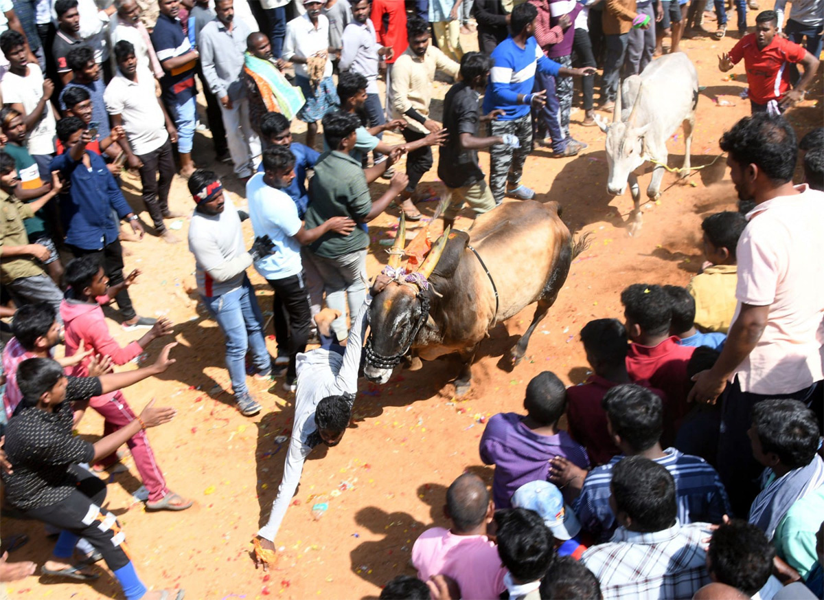 Tamil Nadu: Jallikattu 2023 Event Begins In Madurai - Sakshi18