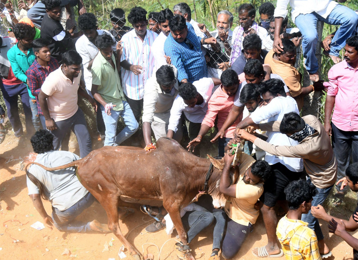 Tamil Nadu: Jallikattu 2023 Event Begins In Madurai - Sakshi19