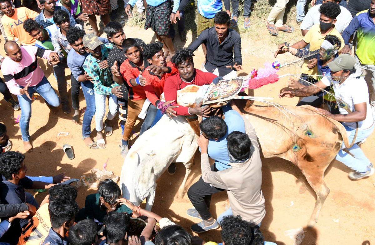 Tamil Nadu: Jallikattu 2023 Event Begins In Madurai - Sakshi21