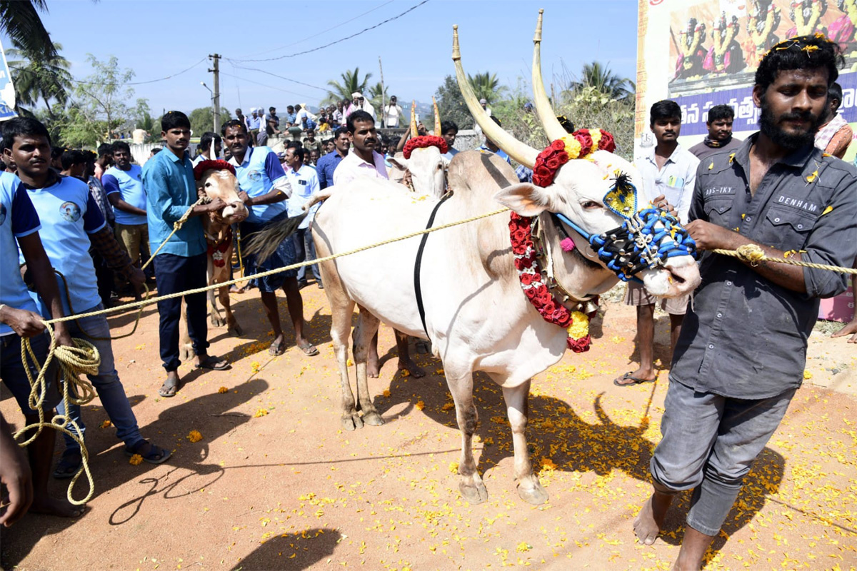 Tamil Nadu: Jallikattu 2023 Event Begins In Madurai - Sakshi22