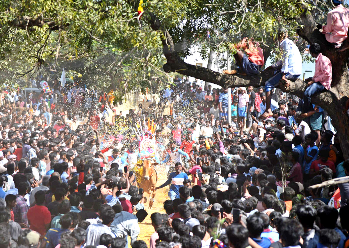 Tamil Nadu: Jallikattu 2023 Event Begins In Madurai - Sakshi3