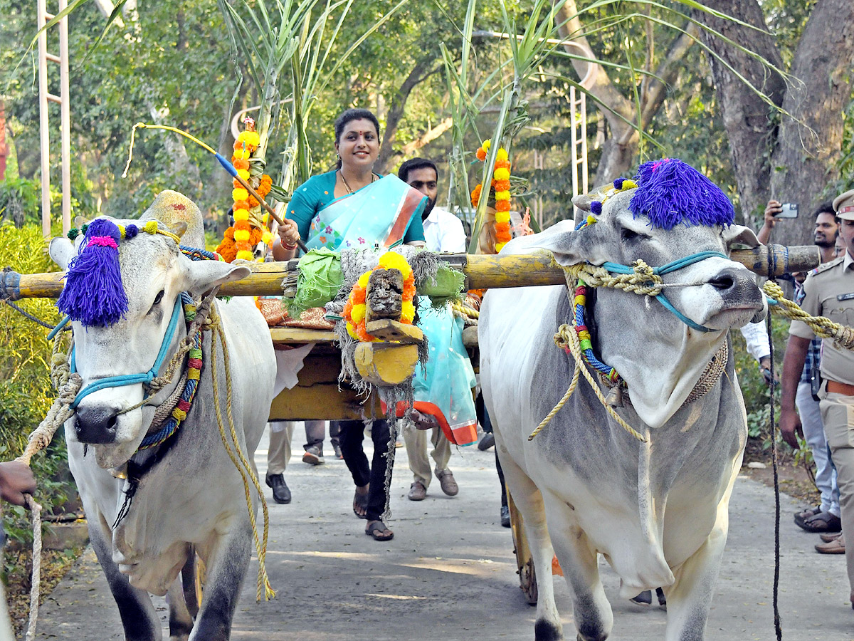 Minister Roja Participated in Sankranti Celebrations  - Sakshi23