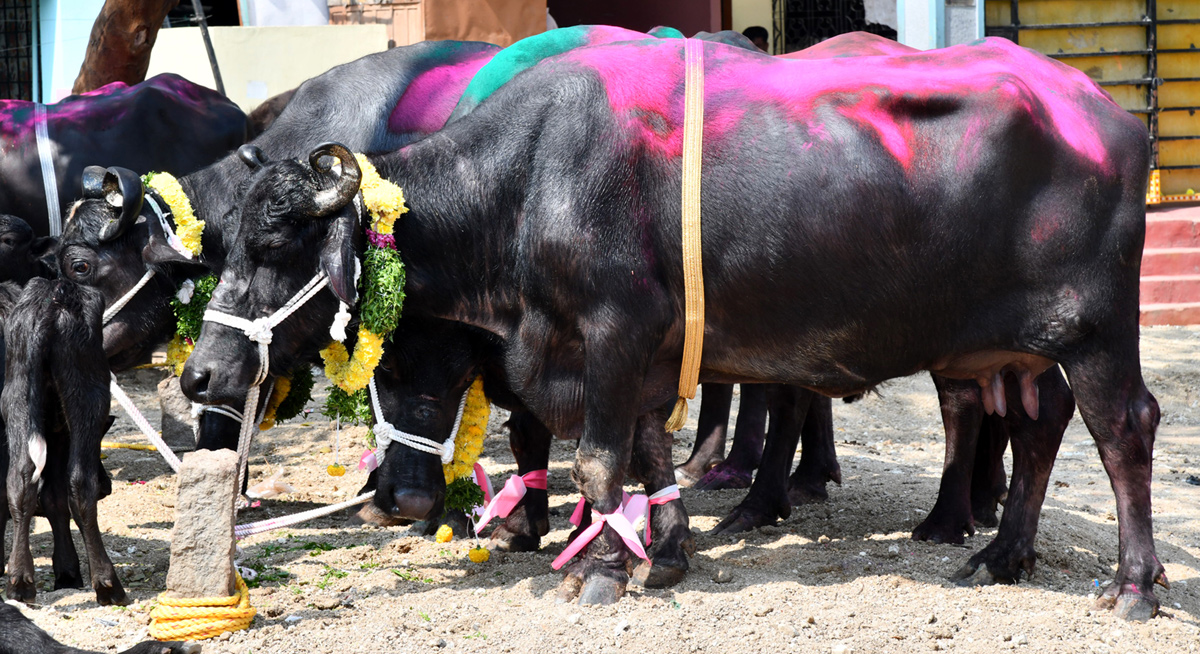 Narsingi pashu sankranthi gallery - Sakshi4