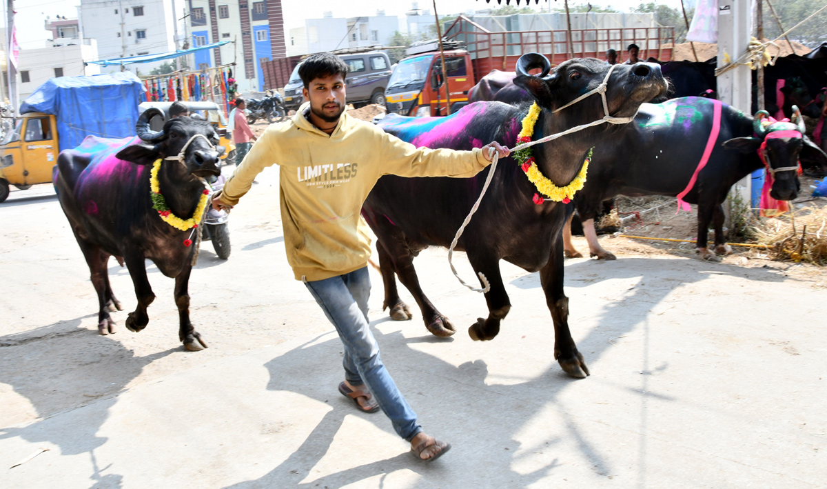 Narsingi pashu sankranthi gallery - Sakshi13