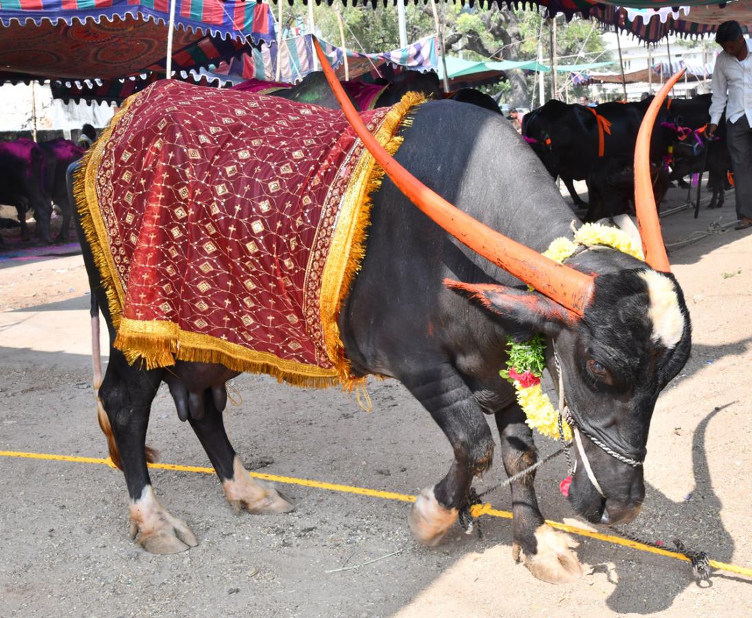 Narsingi pashu sankranthi gallery - Sakshi14