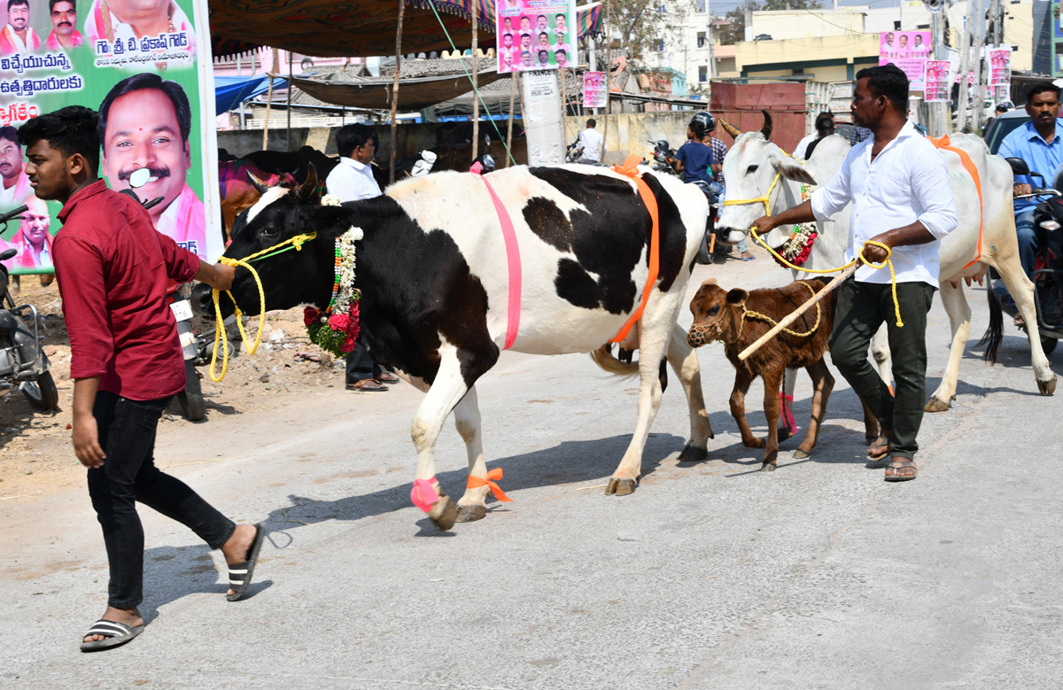 Narsingi pashu sankranthi gallery - Sakshi15