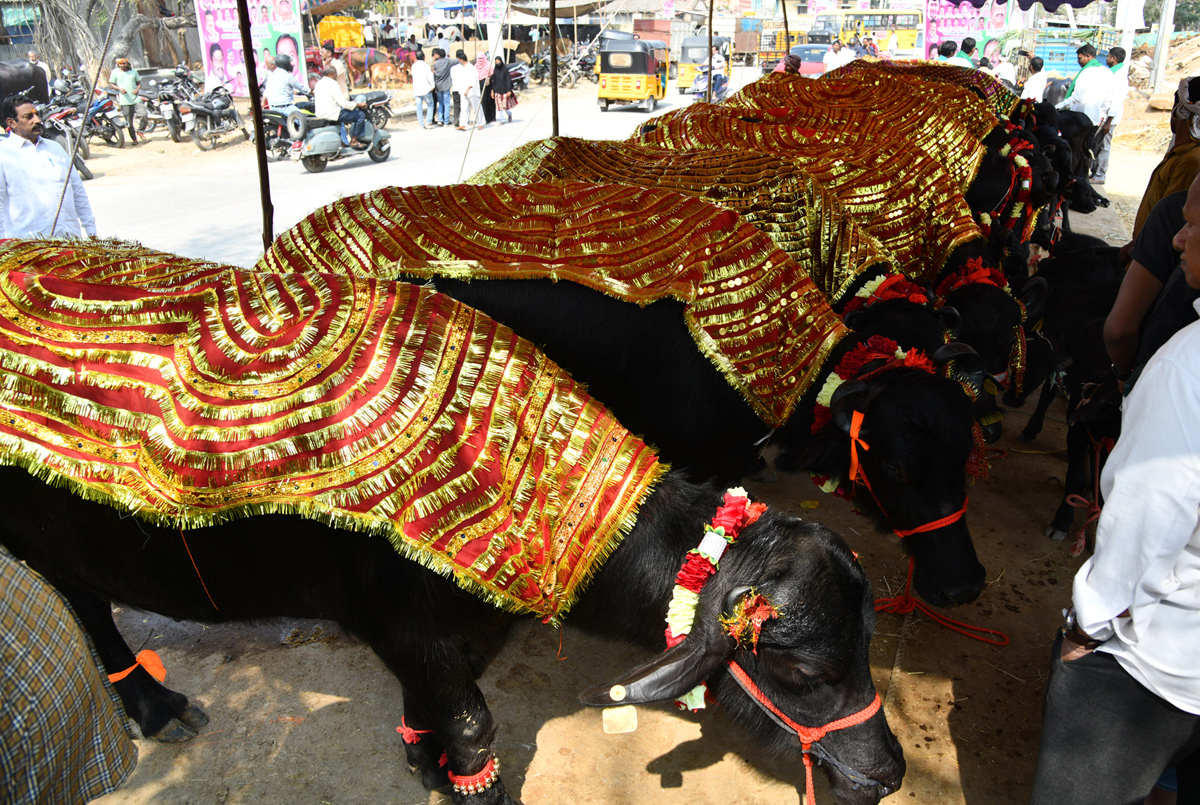 Narsingi pashu sankranthi gallery - Sakshi17