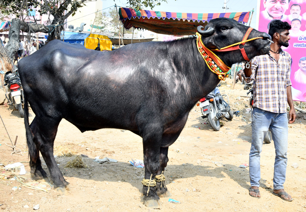 Narsingi pashu sankranthi gallery - Sakshi18