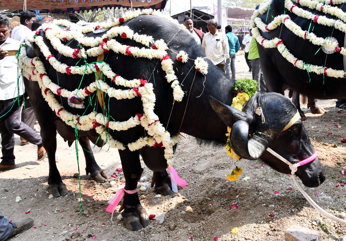 Narsingi pashu sankranthi gallery - Sakshi19