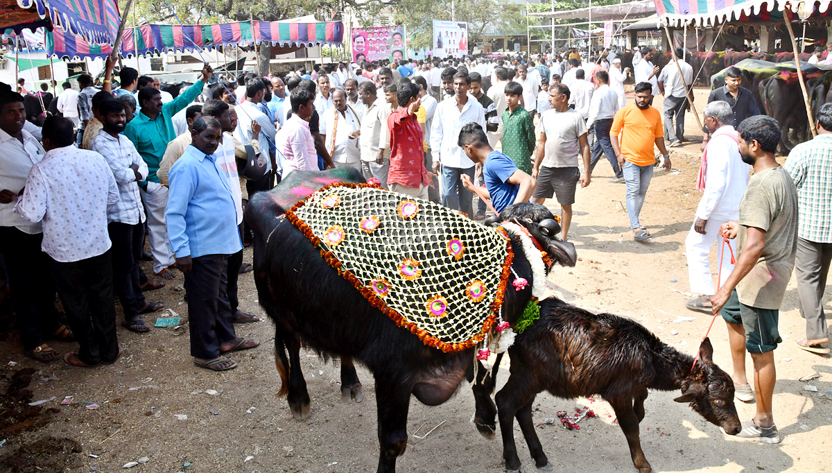 Narsingi pashu sankranthi gallery - Sakshi21