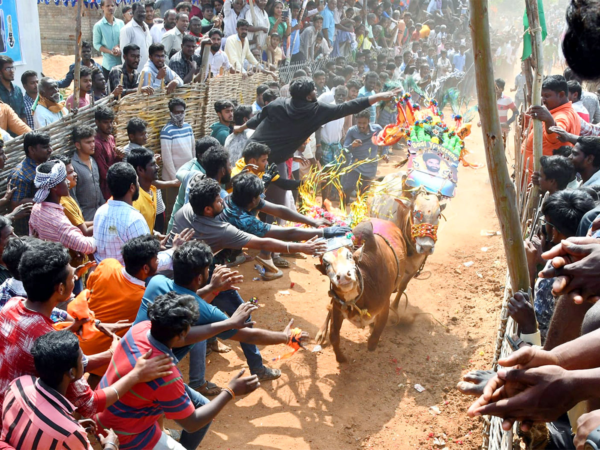 Great Cattle Festival Photos In Ramireddypalli Of Chandragiri - Sakshi1