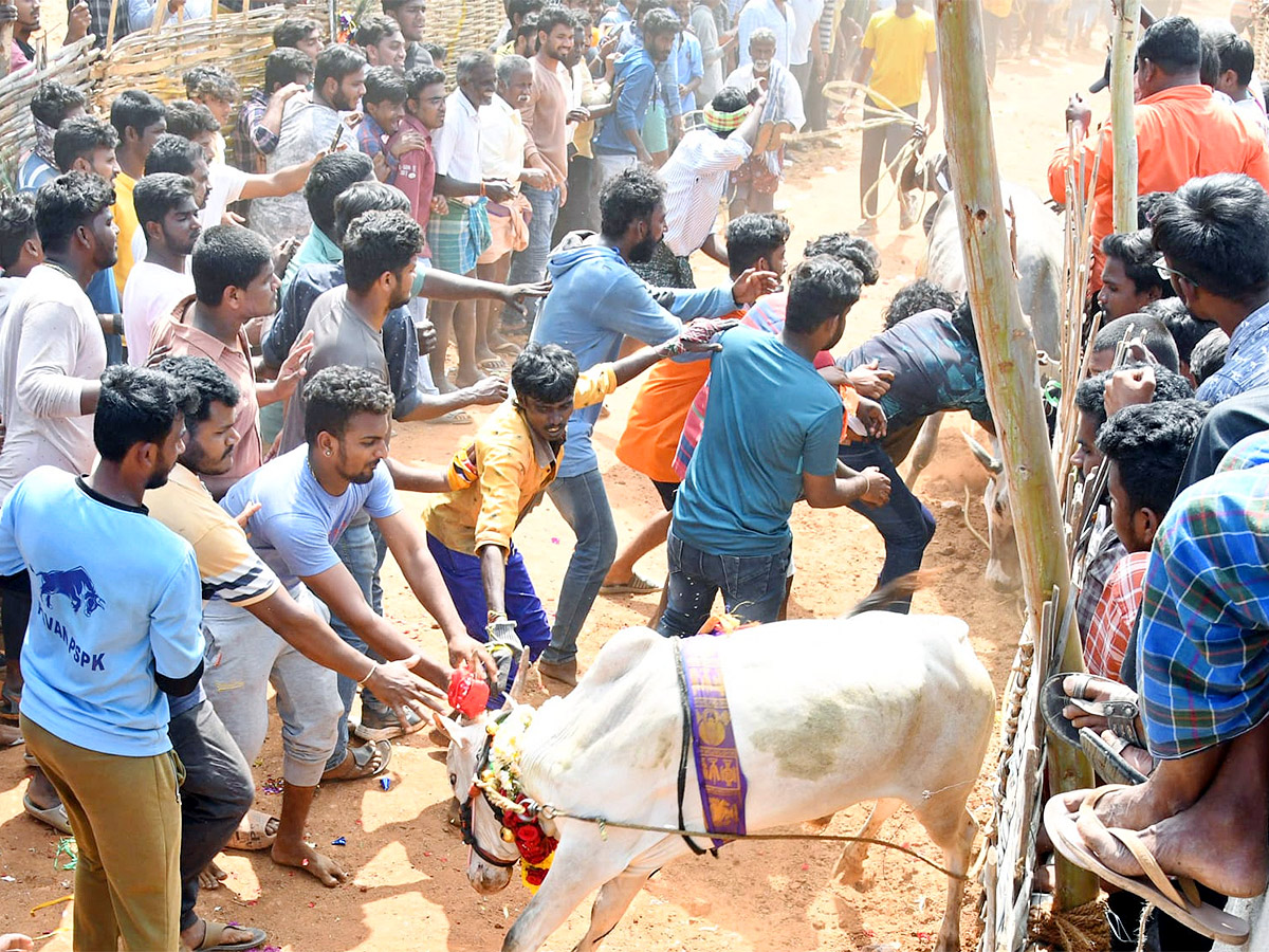 Great Cattle Festival Photos In Ramireddypalli Of Chandragiri - Sakshi11