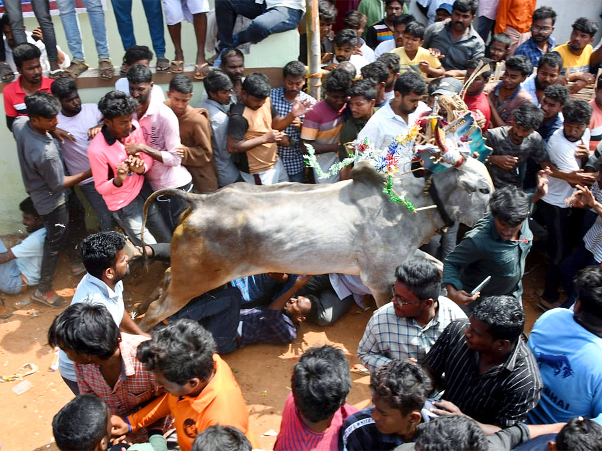 Great Cattle Festival Photos In Ramireddypalli Of Chandragiri - Sakshi12