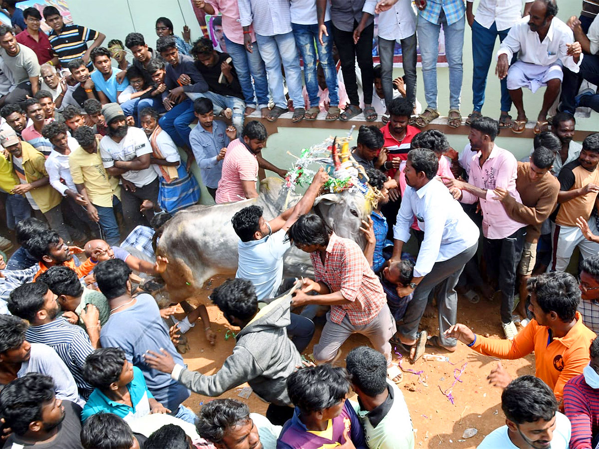 Great Cattle Festival Photos In Ramireddypalli Of Chandragiri - Sakshi13