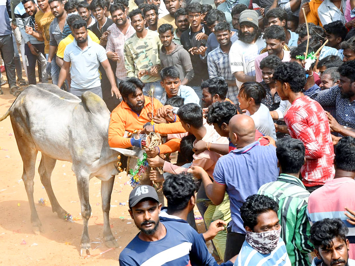 Great Cattle Festival Photos In Ramireddypalli Of Chandragiri - Sakshi14