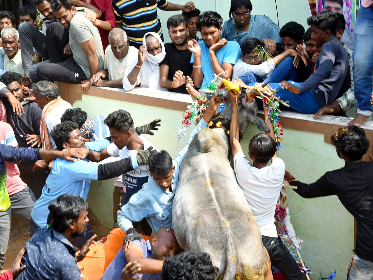 Great Cattle Festival Photos In Ramireddypalli Of Chandragiri - Sakshi15