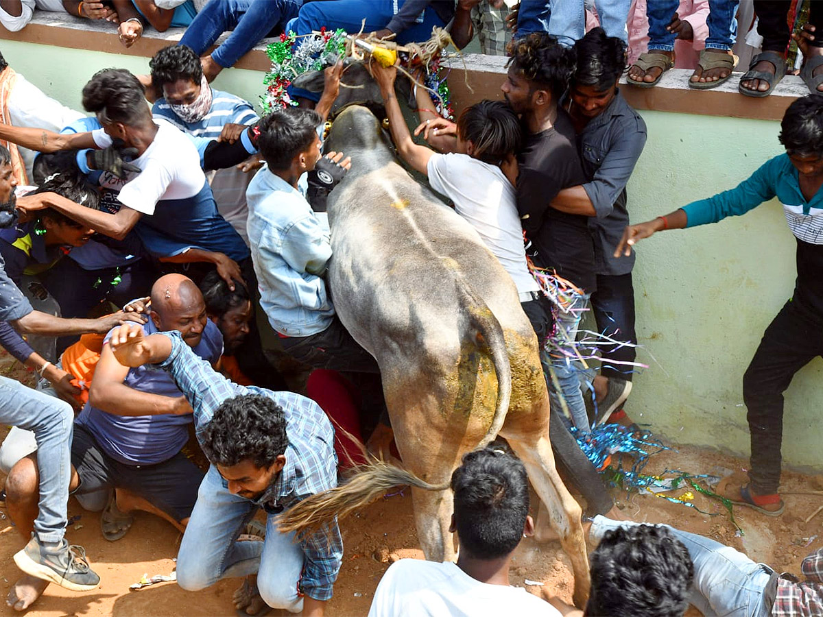 Great Cattle Festival Photos In Ramireddypalli Of Chandragiri - Sakshi16