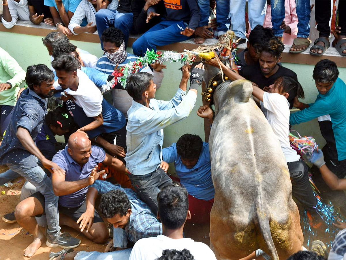 Great Cattle Festival Photos In Ramireddypalli Of Chandragiri - Sakshi17